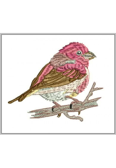 Pet105 - Purple Finch on branches